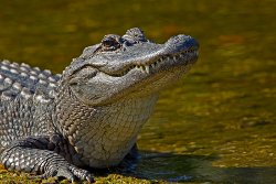 Come see alligators in the Louisiana swamps with Airboat Adventures.