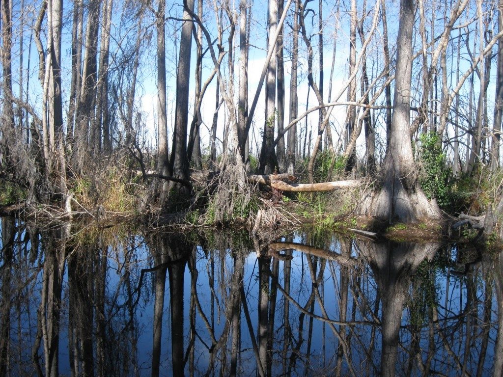 Beautiful Natural Swamp Scenes
