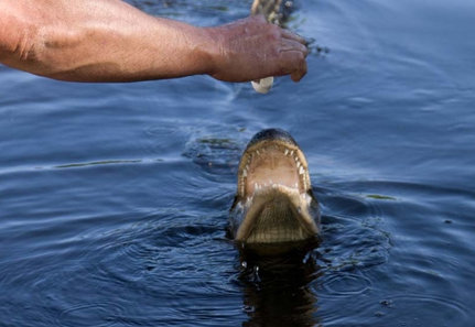 Your tour guide with Airboat Adventures may even feed the alligators!