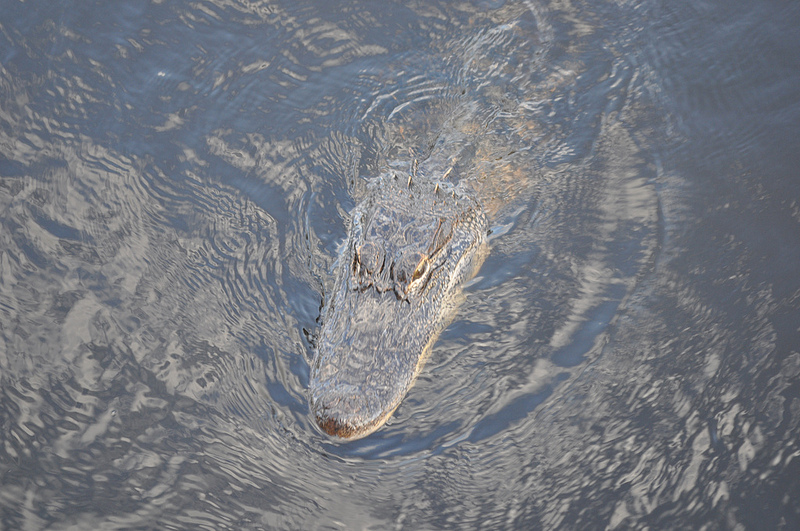 Get close to the alligators in the heart of the swamps with Airboat Adventures.