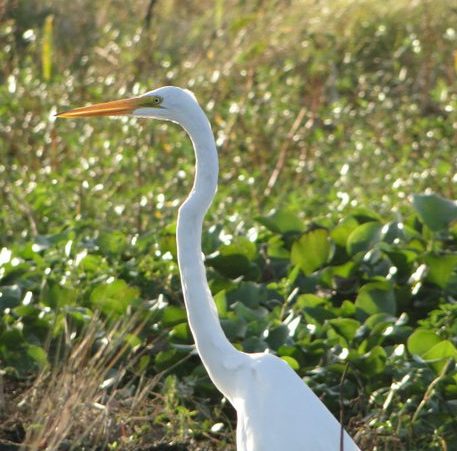 See egrets and other animals on an airboat tour through Louisiana's swamps.