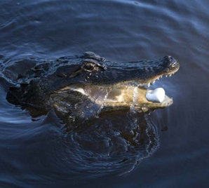 alligator tour in louisiana
