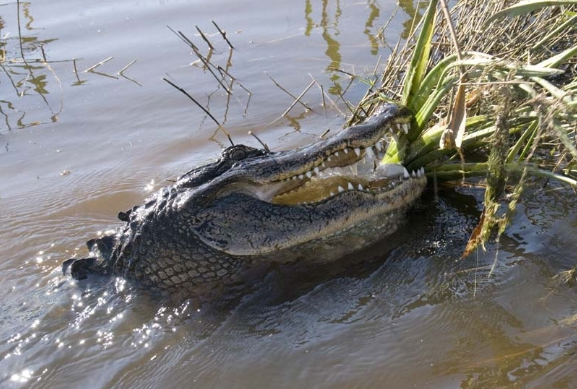 alligator tours new orleans