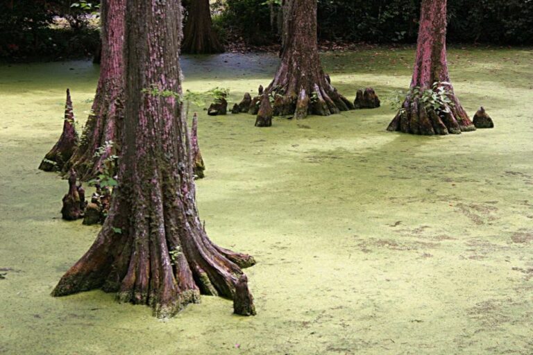 louisiana swamp wildlife cypress tree tour