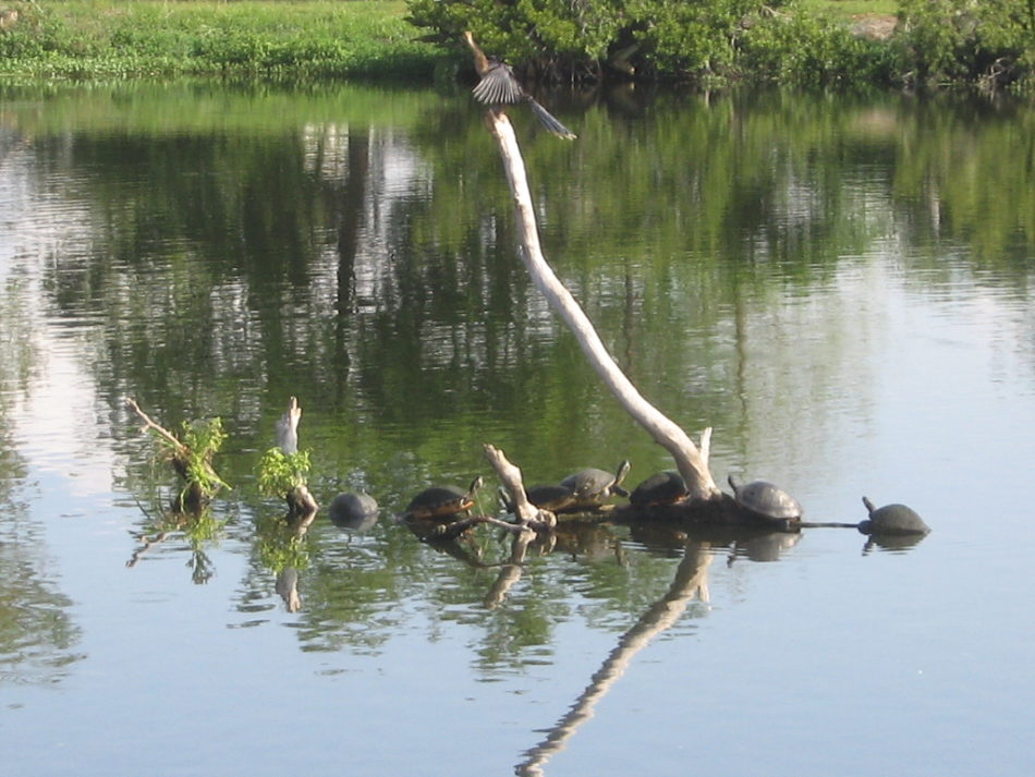 Tour the Louisiana Bayou with Airboat Adventures - Airboat Adventures