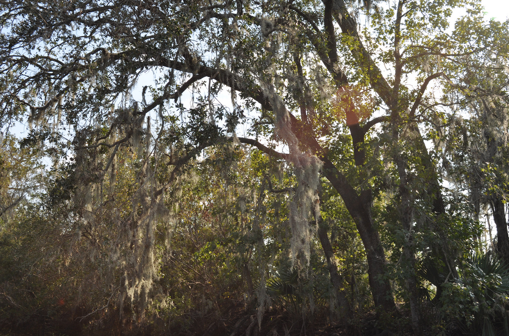 Louisiana swamp cypress tree swamp boat tour