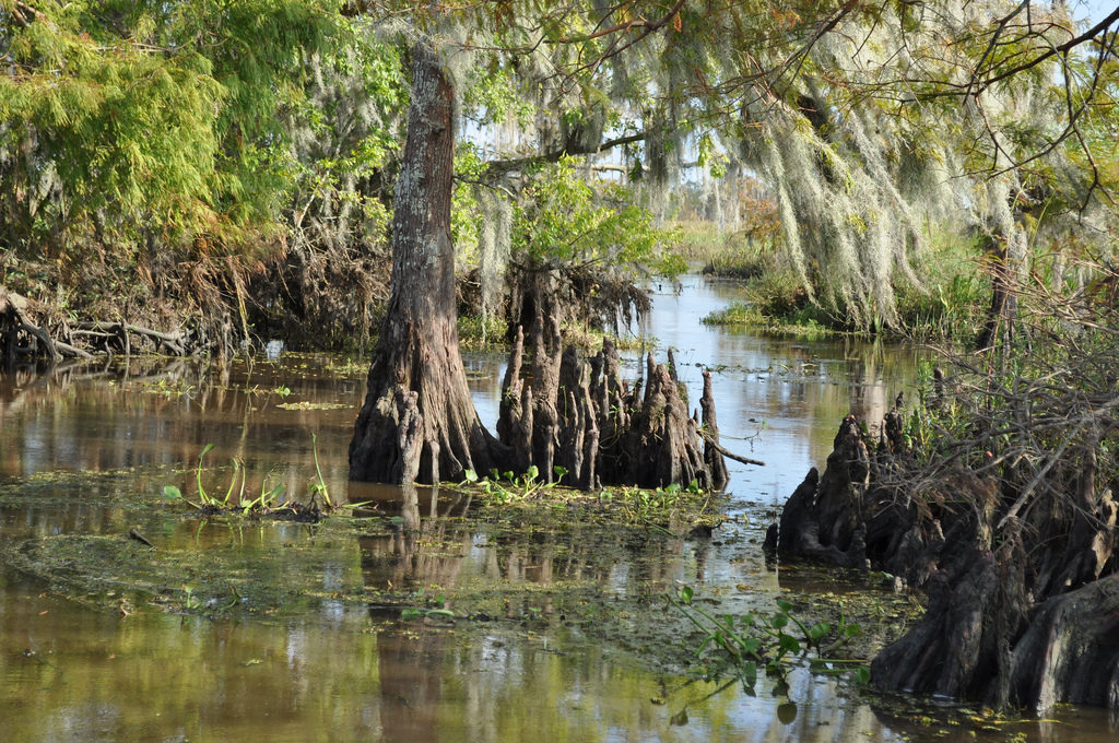 airboat adventures swamp tour new orleans