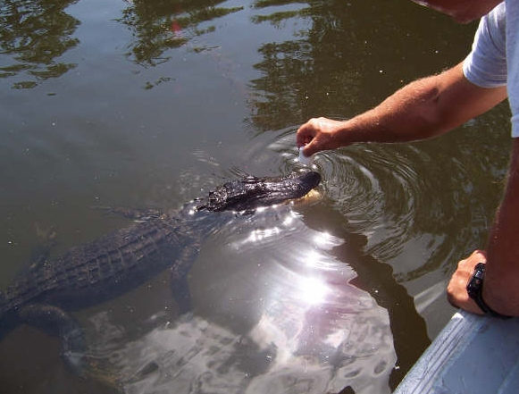 alligator tour near new orleans, swamp tours in louisiana