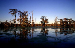 new orleans airboat tours