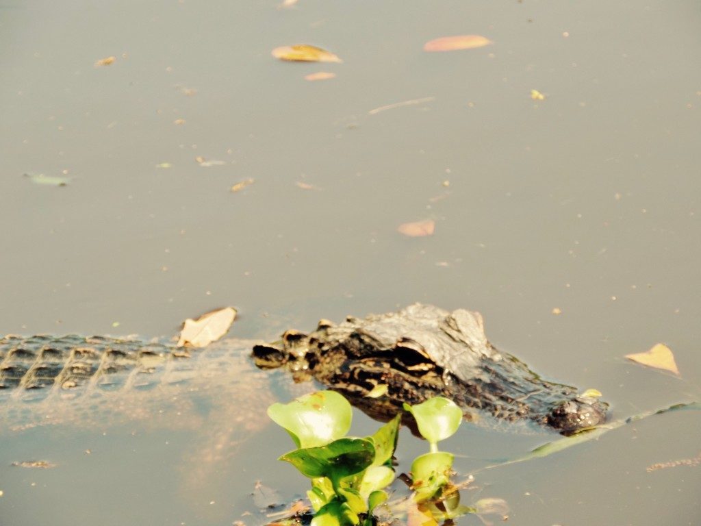where to see alligators in new orleans