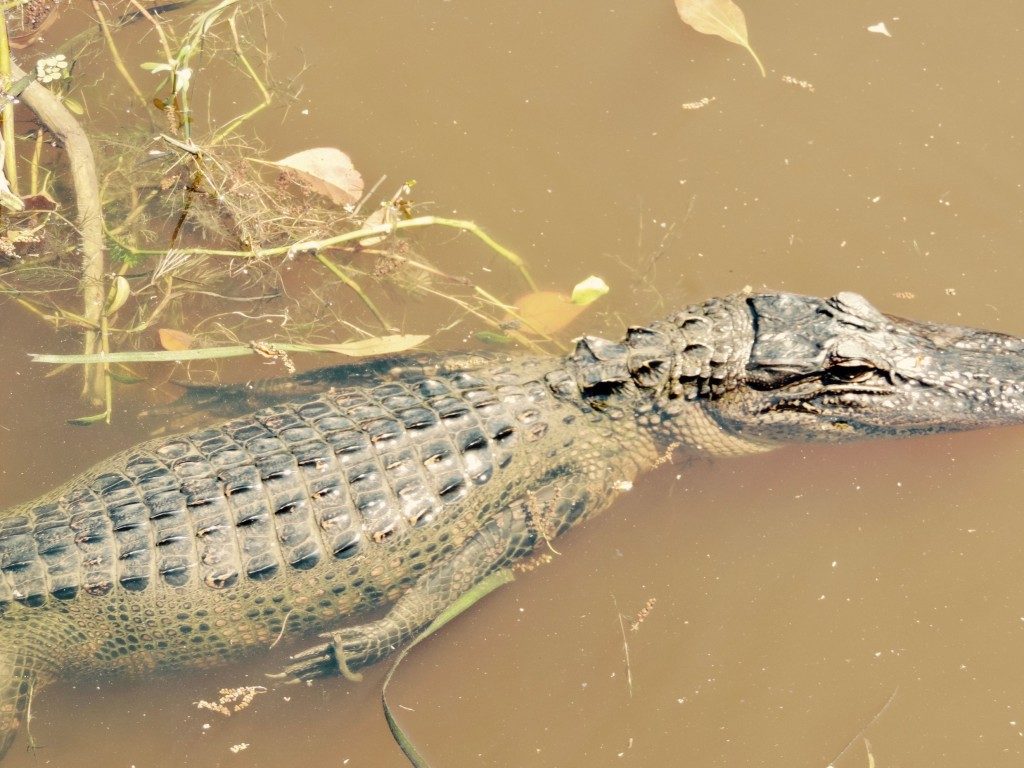 airboat tours to see alligators