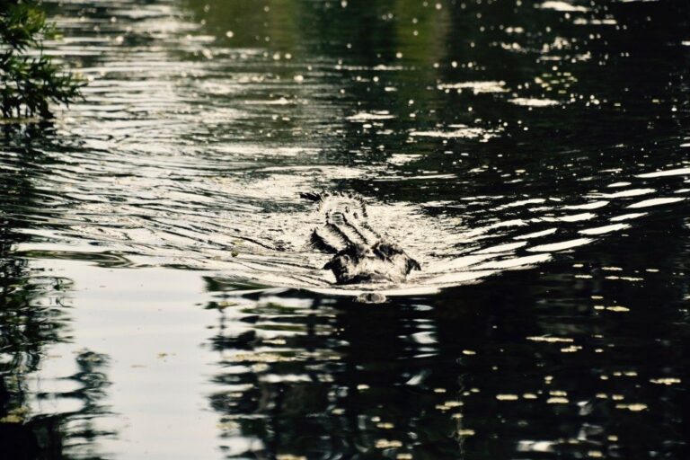 Alligator in the swamp water