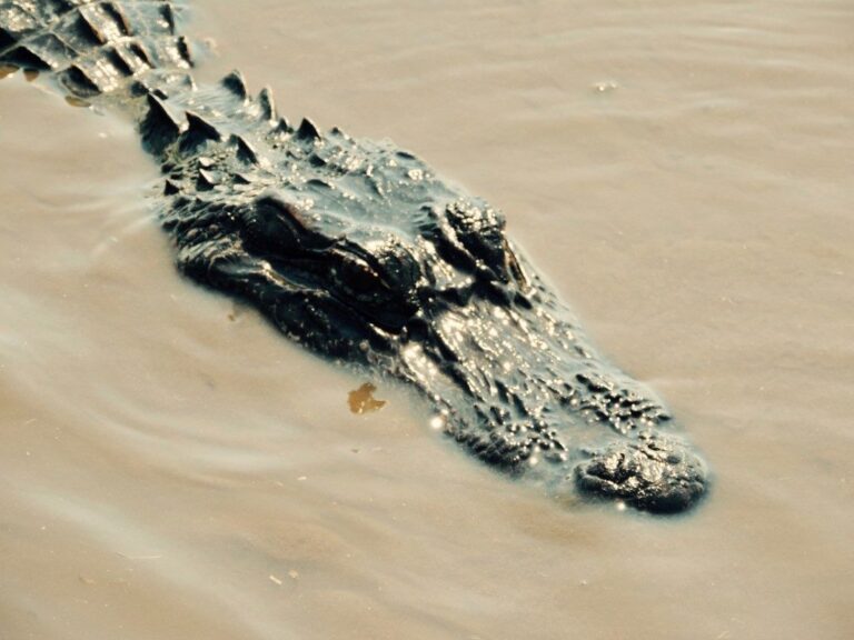 Alligator in the swamp water