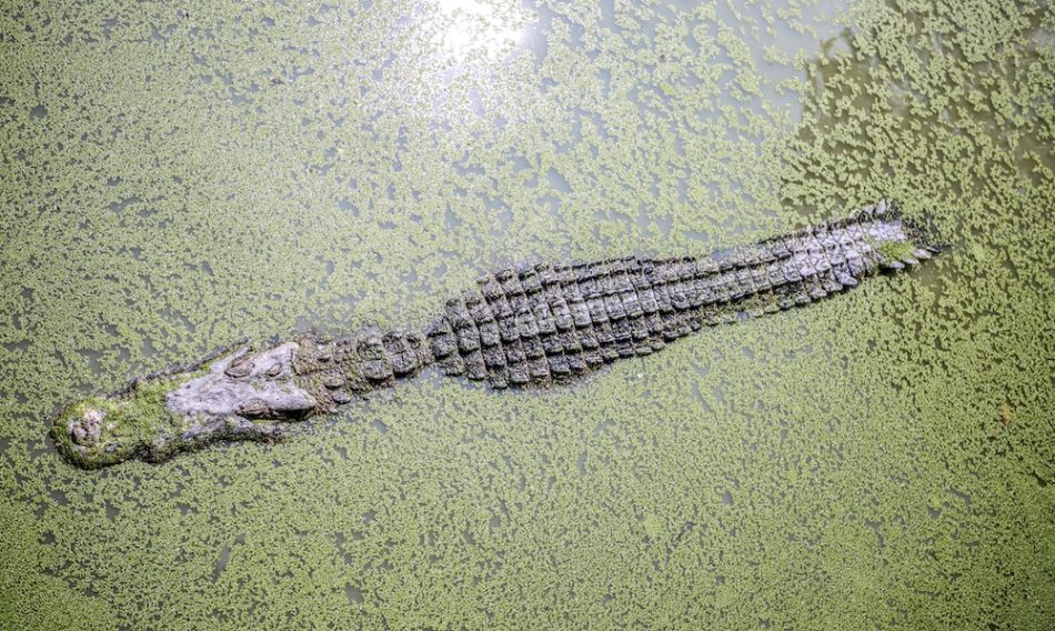 alligator swamp tours new orleans