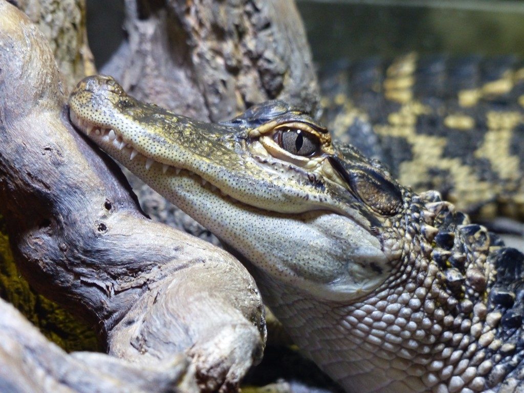 alligator swamp tours louisiana
