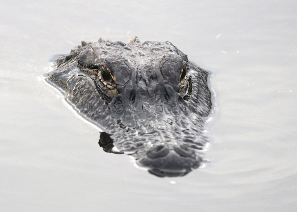 alligator photos in louisiana swamps