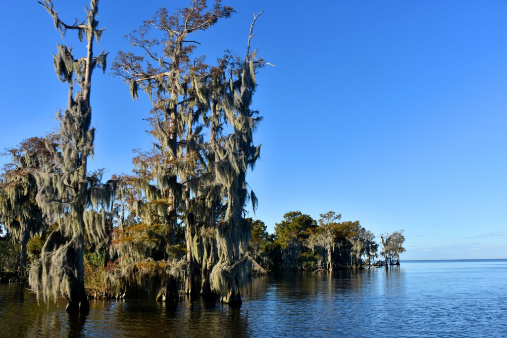 cypress trees on the river in new orleans