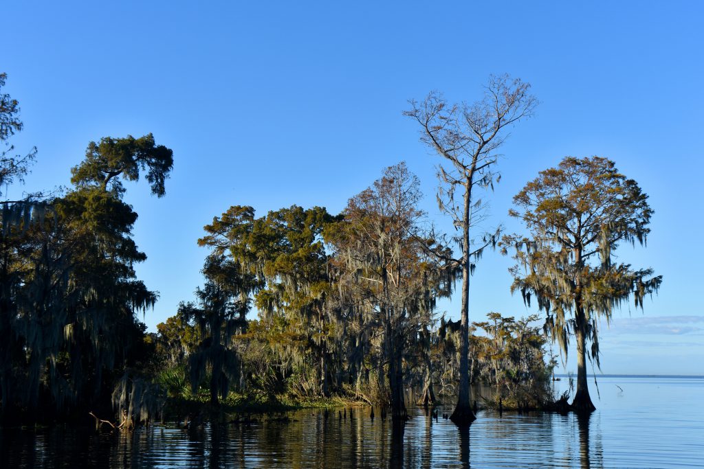 airboat adventures in the new orleans swamp