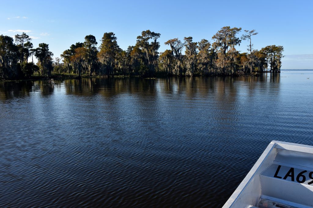 new orleans swamp tour views