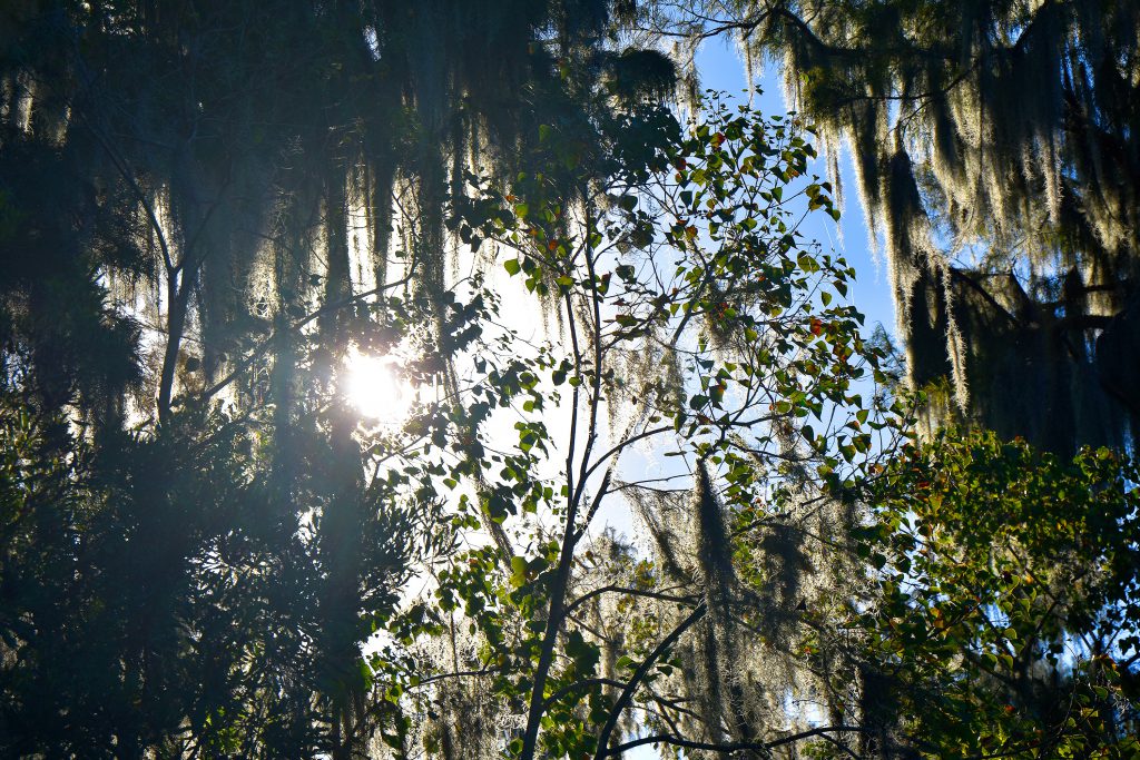swamp trees in the sun