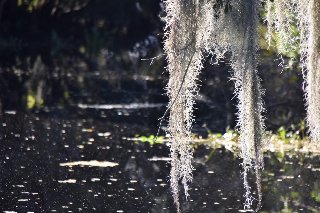 mossy swampland in louisiana