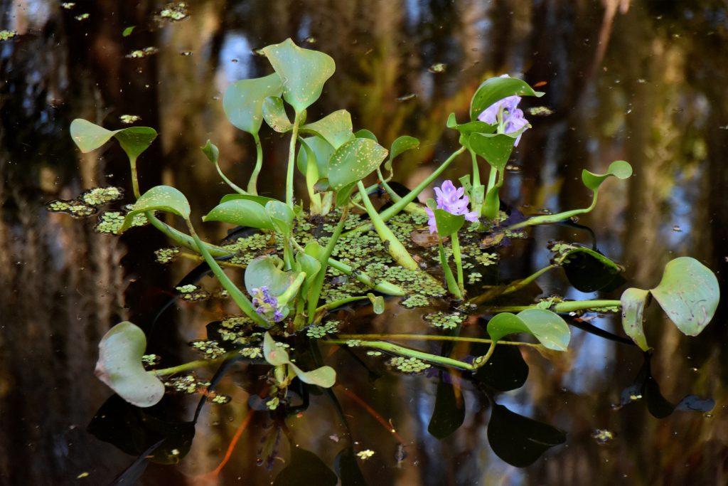 plant life in the swamp louisiana