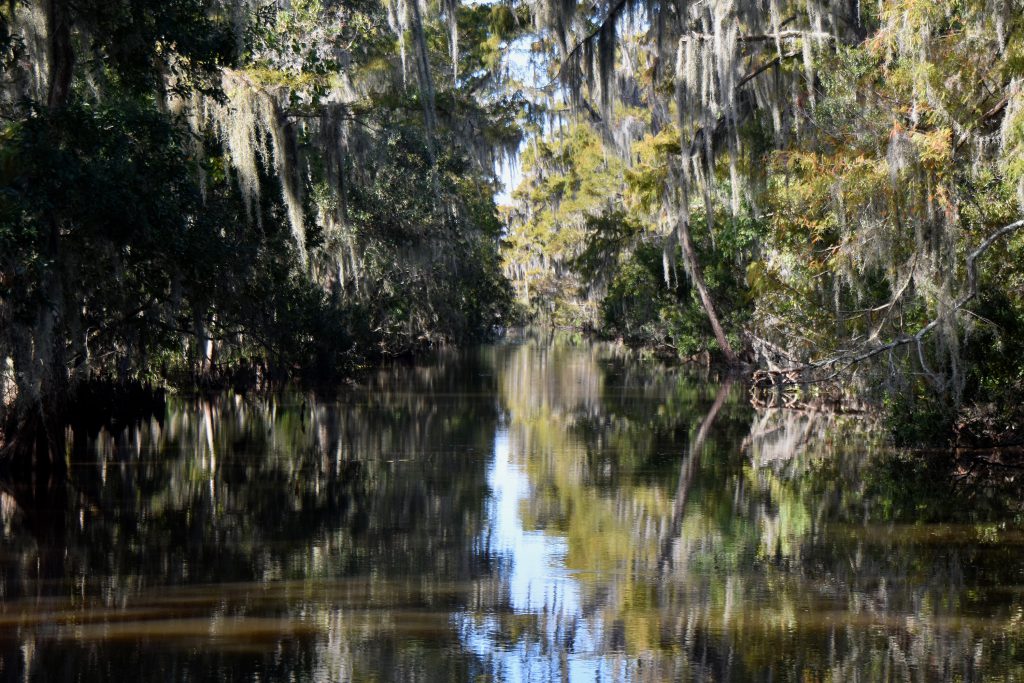 swamp tour scenery