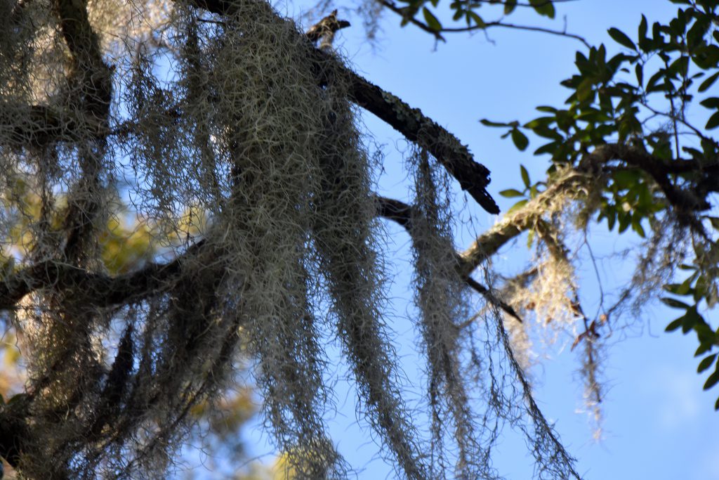 moss over swamp tour