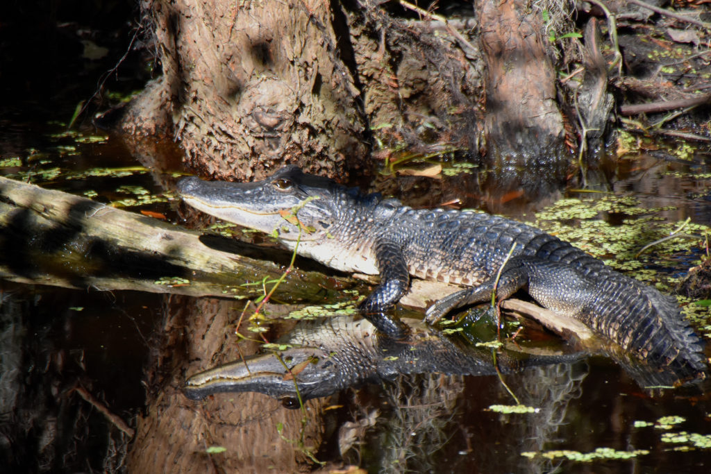 see alligators in louisiana, new orleans swamp tour