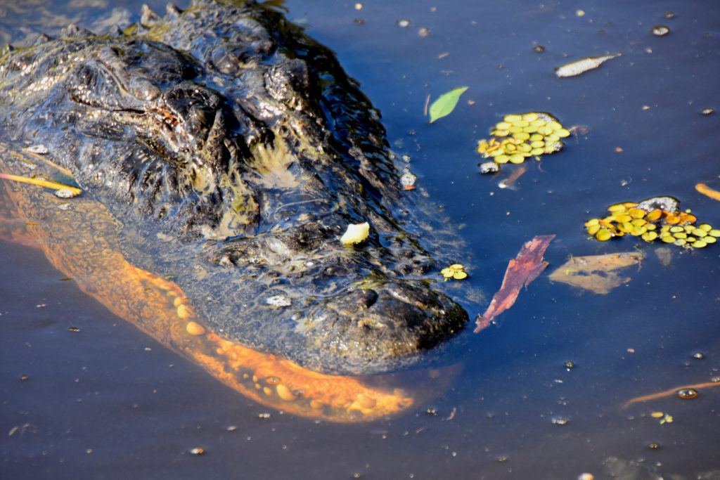 see alligators in new orleans