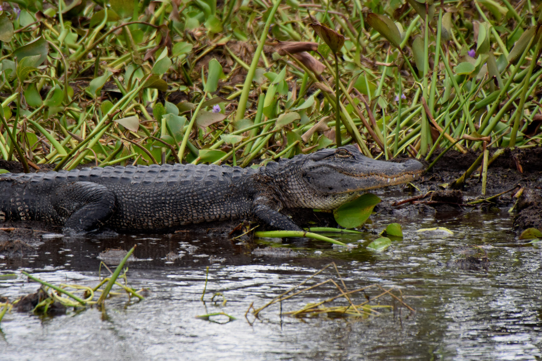 What Your Kids Will Learn on a Swamp Tour With Airboat Adventures