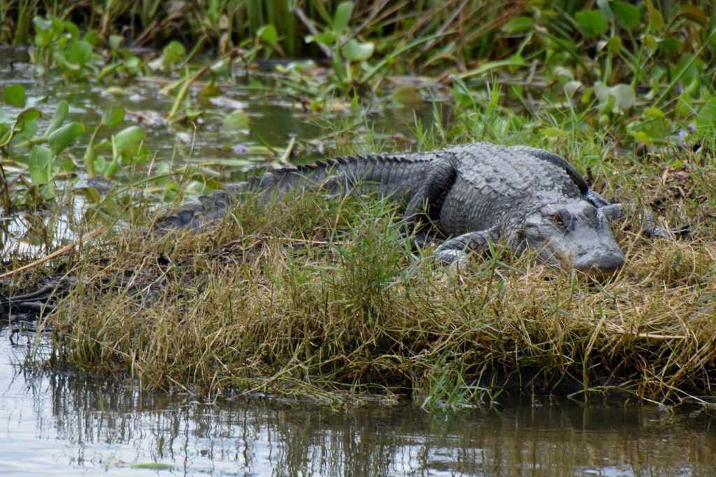 best new orleans alligator tours