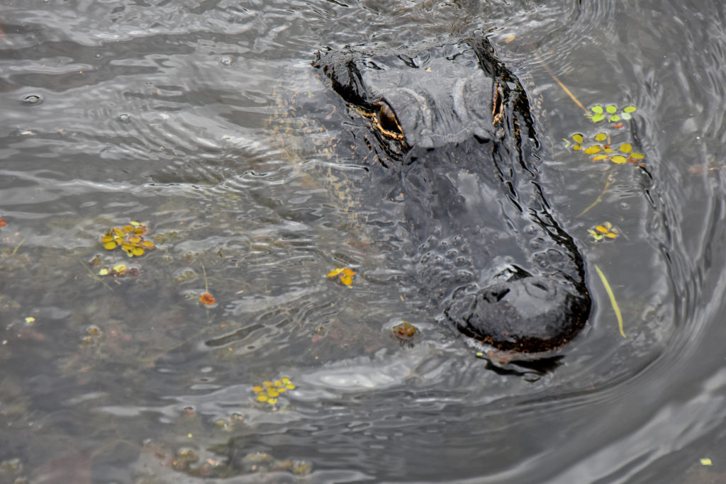 best swamp tours to see alligators in new orleans