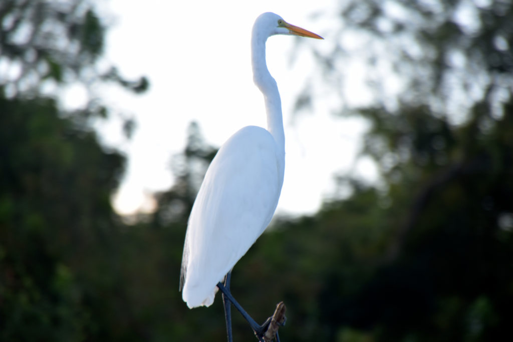 beautiful louisiana egrets in swamp tours