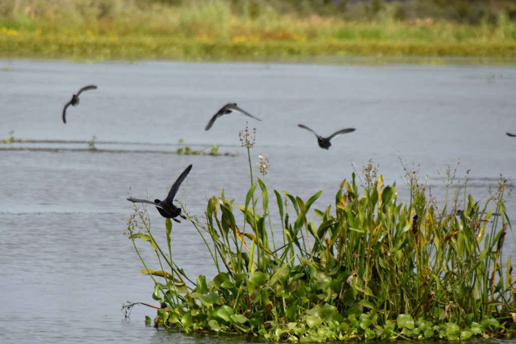 birds flying over water swamp