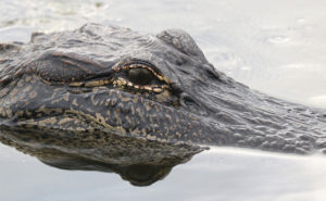 experience the magic of swamp boat rides in new orleans