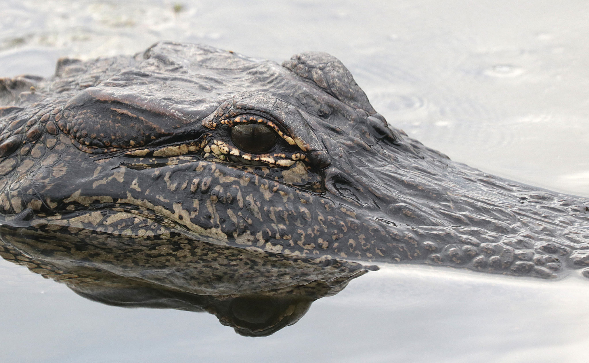 alligator tours new orleans