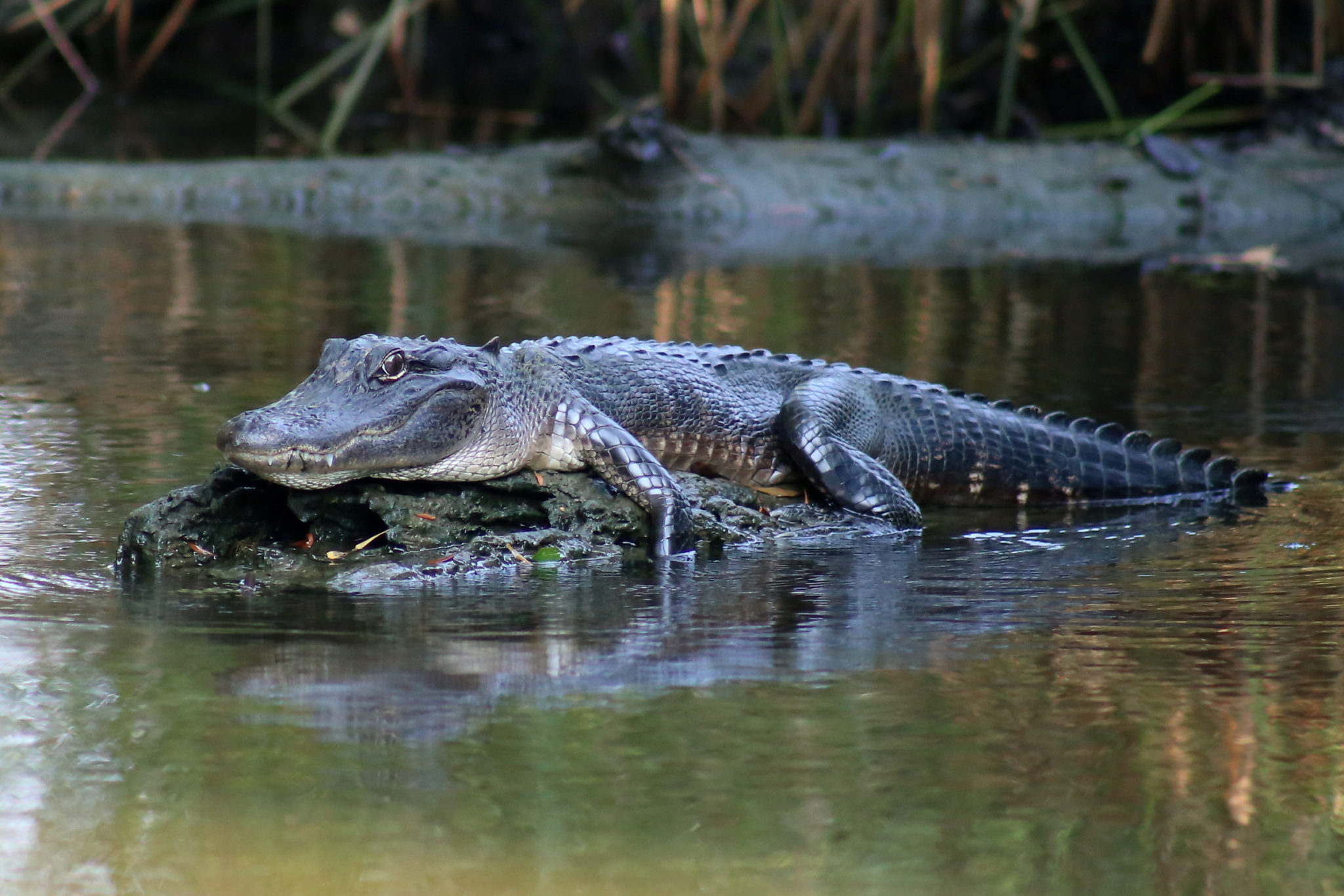 new orleans swamp tour alligator