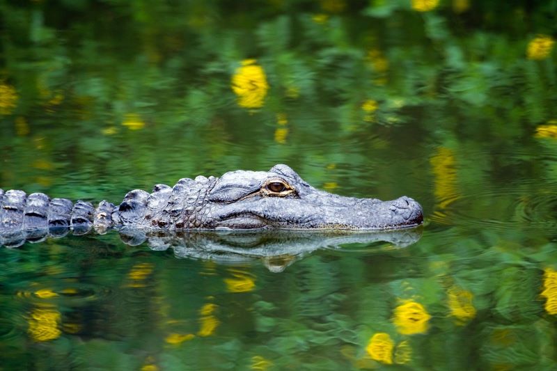 Alligators versus Crocodiles: What's the Difference? - Cajun Encounters  Tour Company, New Orleans