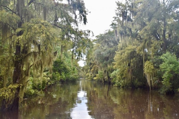 louisiana swamp and marsh