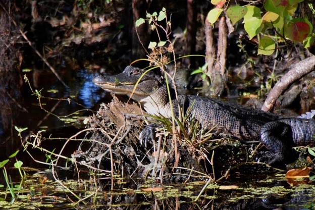 Alligator in a louisiana swamp