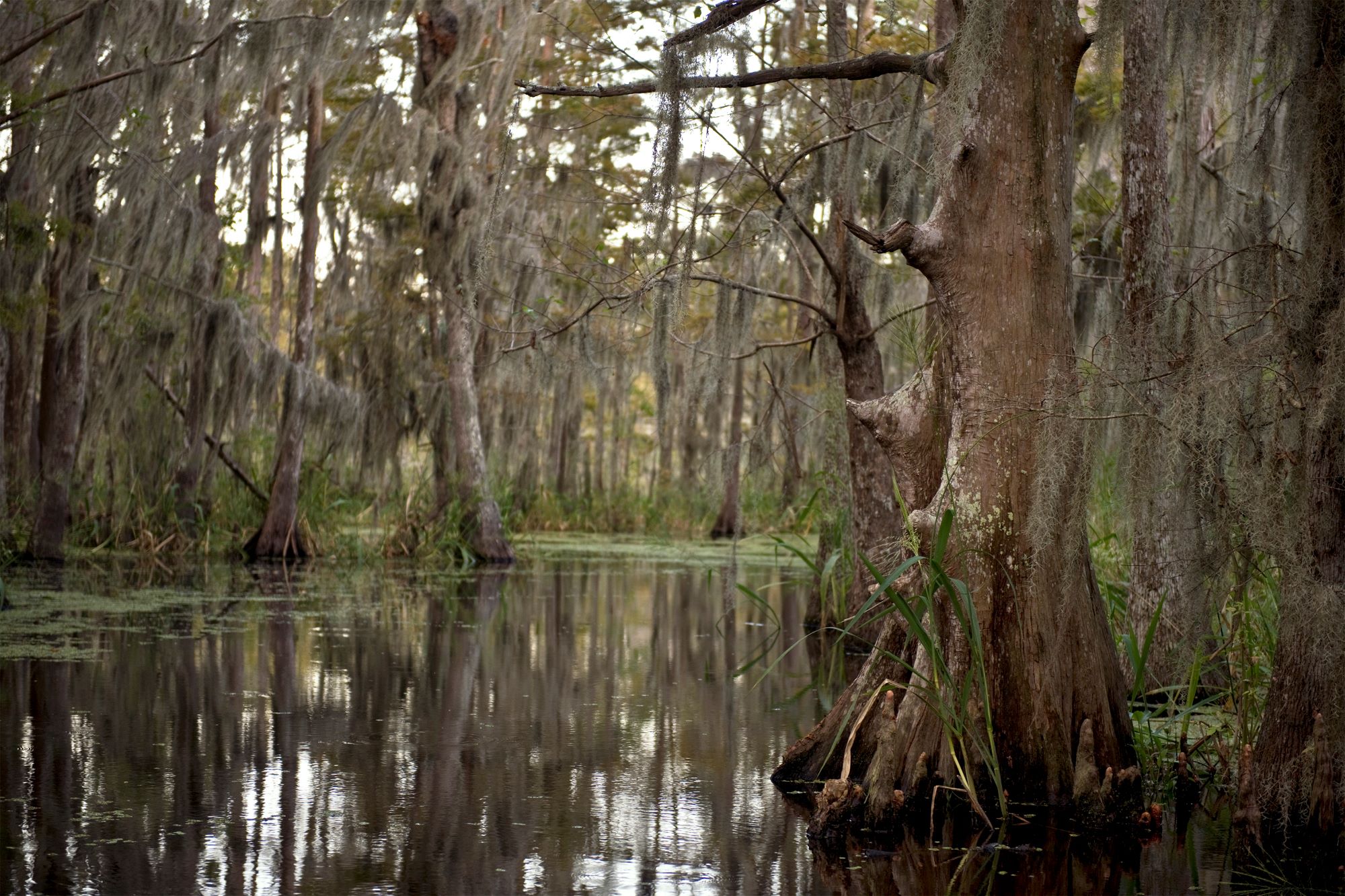 new orleans nature swamp