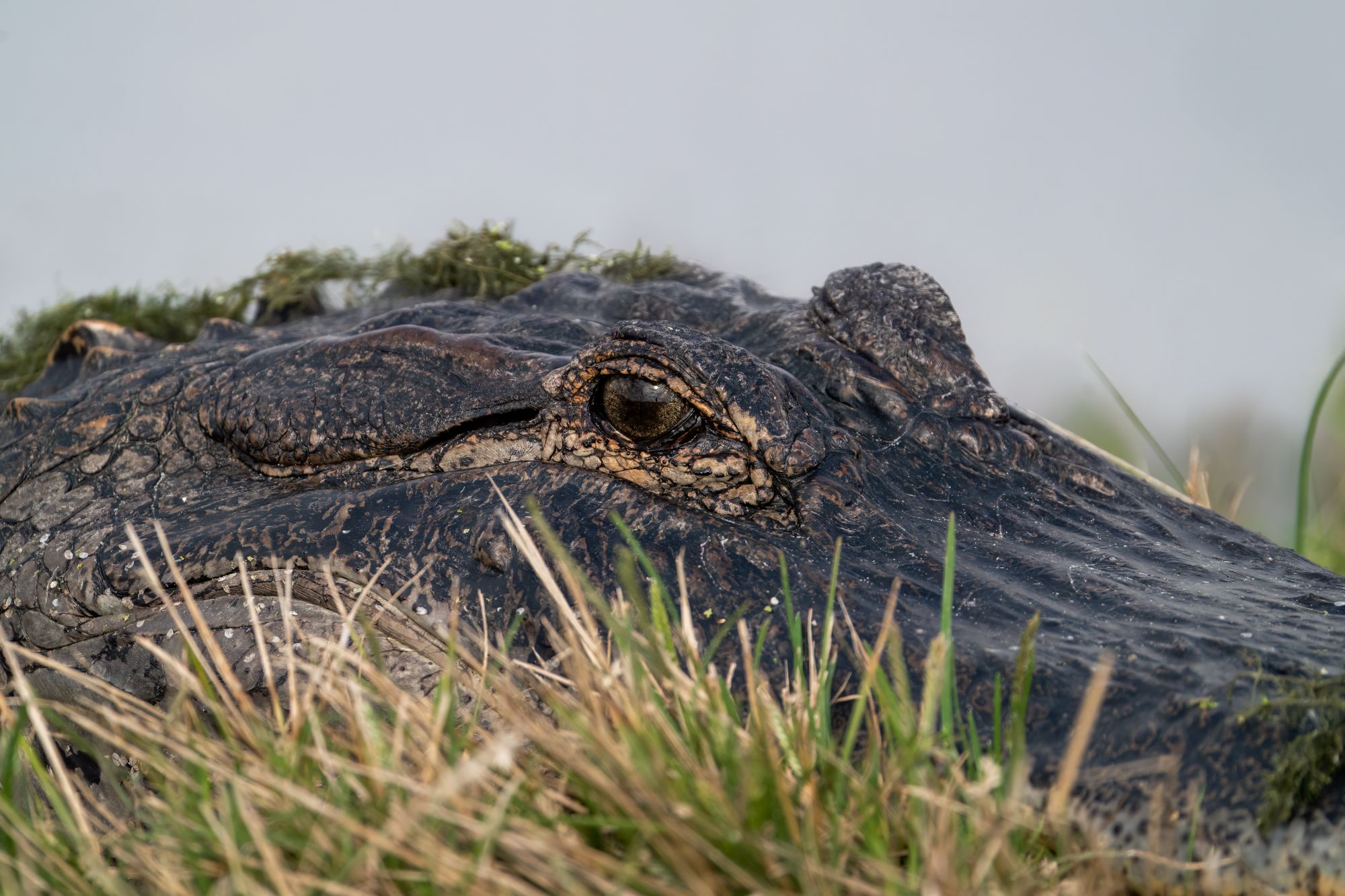 an american alligator