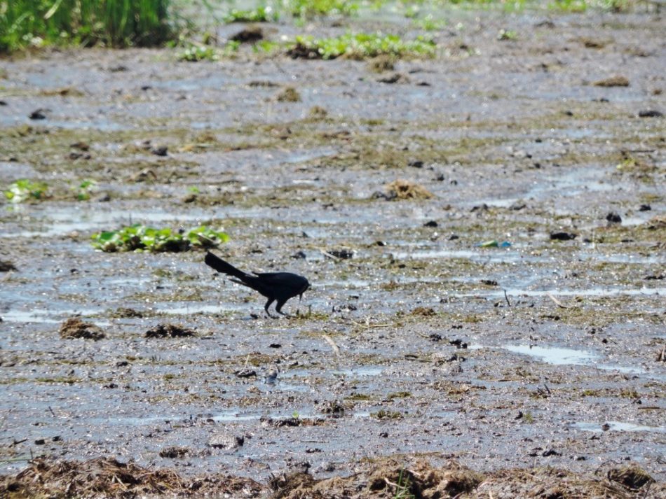 airboat2-e1520355024498