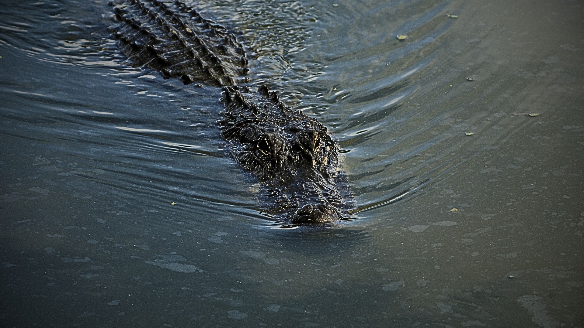 closeup of an alligator in the swamp